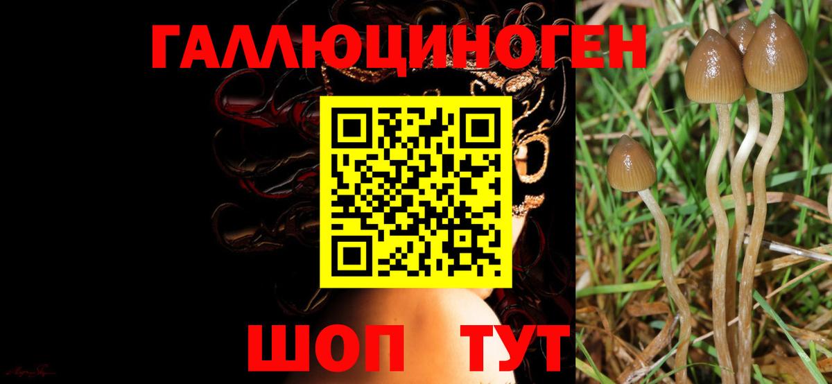 Псилоцибиновые грибы прущие грибы  Вход с VPN  Киржач  Псилоцибиновые грибы мухоморы 